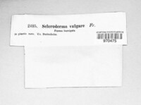 Scleroderma citrinum image